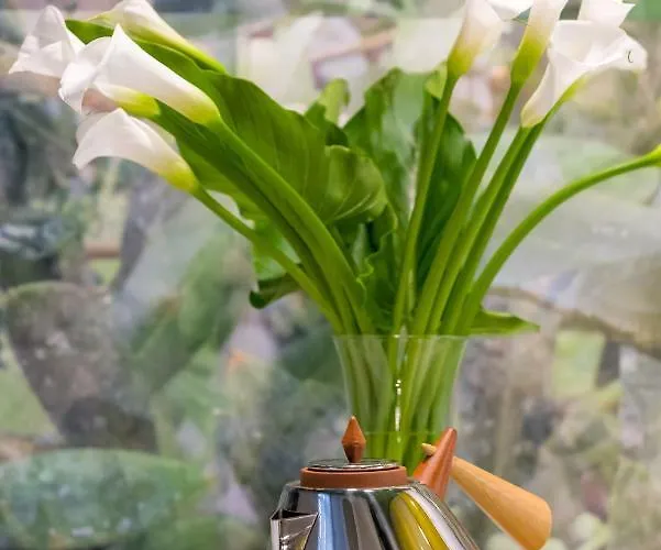 塞林特巴维斯奢华客房及公寓旅馆